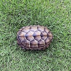 Unique turtle shell for sale  Delivered anywhere in USA 