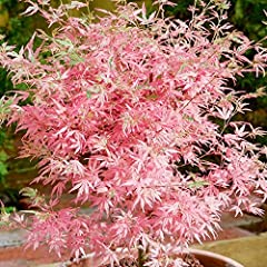 Acer palmatum taylor for sale  Delivered anywhere in Ireland