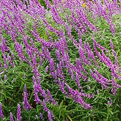 Clovers garden salvia for sale  Delivered anywhere in USA 