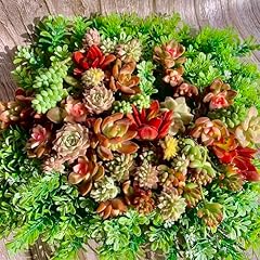 Mix diy rare for sale  Delivered anywhere in USA 