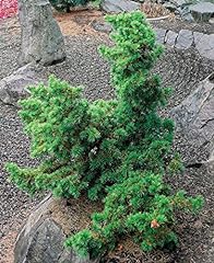 Green prince cedar for sale  Delivered anywhere in USA 