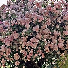 Brise parfum rosa usato  Spedito ovunque in Italia 