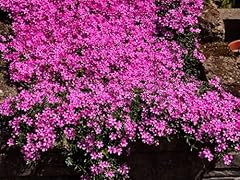 Greenwood nursery live for sale  Delivered anywhere in USA 
