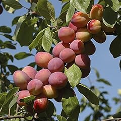 Garden victoria plum for sale  Delivered anywhere in Ireland