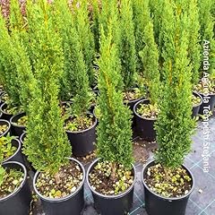 Cupressus sempervirens totem usato  Spedito ovunque in Italia 