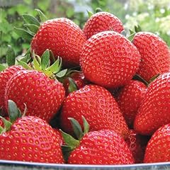 Strawberry sweetheart bare for sale  Delivered anywhere in Ireland