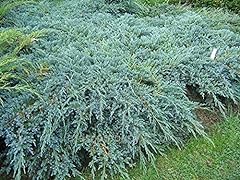 Ginepro cinese juniperus usato  Spedito ovunque in Italia 