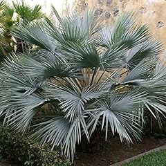 Brahea armata seeds for sale  Delivered anywhere in USA 