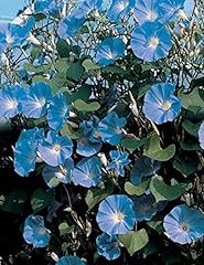 Ipomea blu nr. usato  Spedito ovunque in Italia 