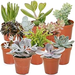 Gardenersdream succulent plant for sale  Delivered anywhere in UK