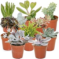 Succulent mix plants for sale  Delivered anywhere in UK