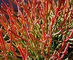 Fire stick euphorbia for sale  Delivered anywhere in USA 