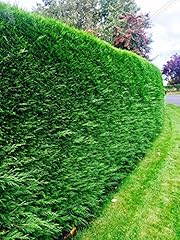 Green leylandii hedging for sale  Delivered anywhere in Ireland