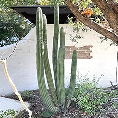 Cactus outlet cactus for sale  Delivered anywhere in USA 