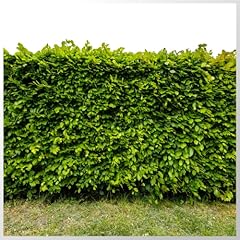 Green beech hedging for sale  Delivered anywhere in Ireland