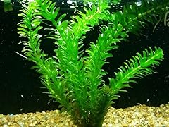 Anacharis easy beautiful for sale  Delivered anywhere in USA 