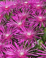 Hardy ice plant for sale  Delivered anywhere in UK