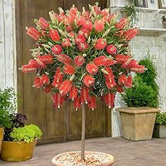 Garden callistemon bottle for sale  Delivered anywhere in UK