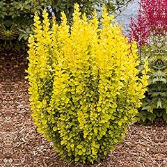 Berberis thunbergii maria for sale  Delivered anywhere in UK