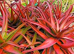 Aloe cameronii red usato  Spedito ovunque in Italia 