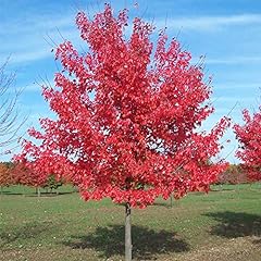 Acer rubrum summer for sale  Delivered anywhere in Ireland