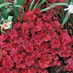 Heuchera cherry cola for sale  Delivered anywhere in UK