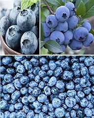 Blueberry 100 fresh for sale  Delivered anywhere in UK