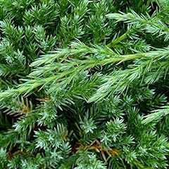 Juniperus chinensis blue for sale  Delivered anywhere in Ireland