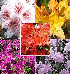 Mixed azalea rhododendron for sale  Delivered anywhere in USA 