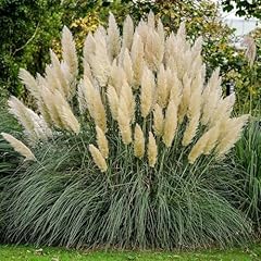 Cortaderia pampas grass for sale  Delivered anywhere in UK