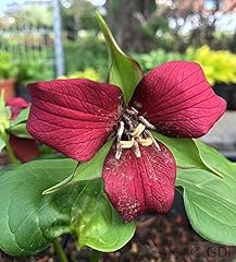 Aufrechte waldlilie trillium gebraucht kaufen  Wird an jeden Ort in Deutschland