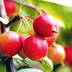 Sargent crabapple tree for sale  Delivered anywhere in USA 