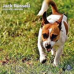 Jack russell terrier for sale  Delivered anywhere in Ireland