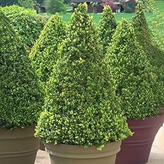 Buxus sempervirens plants for sale  Delivered anywhere in UK