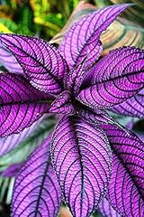 Persian shield live for sale  Delivered anywhere in USA 