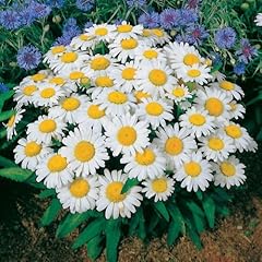 Pack shasta daisy for sale  Delivered anywhere in UK