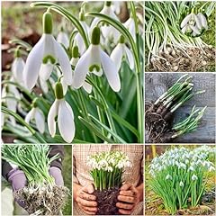 Woodland bulbs single for sale  Delivered anywhere in UK