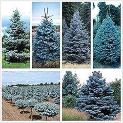 Blue spruce seeds for sale  Delivered anywhere in USA 
