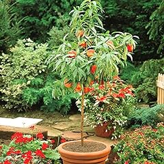 Dwarf peach tree for sale  Delivered anywhere in USA 