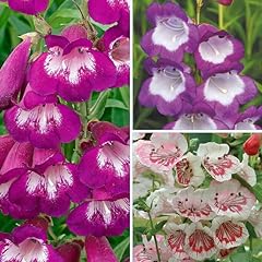 Garden penstemon mix for sale  Delivered anywhere in UK