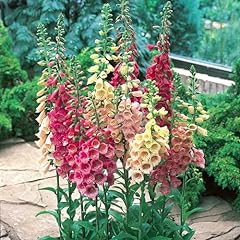 Carbeth plants foxglove for sale  Delivered anywhere in Ireland