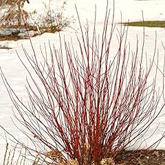 Red twig dogwood for sale  Delivered anywhere in USA 