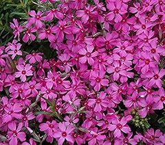 Creeping phlox subulata for sale  Delivered anywhere in Ireland