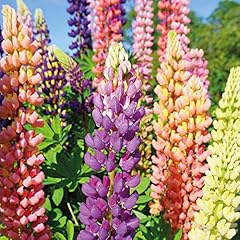 Lupin hardy garden for sale  Delivered anywhere in UK