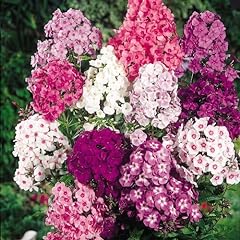 Pack phlox paniculata for sale  Delivered anywhere in UK
