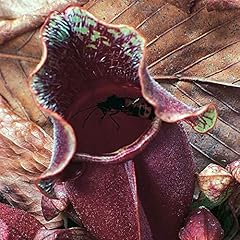 Purple pitcher plant for sale  Delivered anywhere in USA 