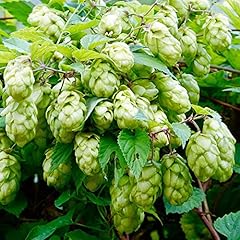 Humulus lupulus nordbrau for sale  Delivered anywhere in UK