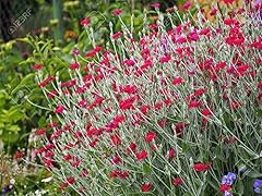 Rose campion lychnis for sale  Delivered anywhere in UK