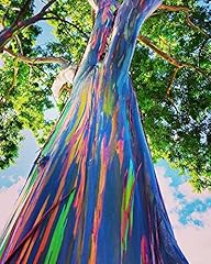 Rainbow eucalyptus tree for sale  Delivered anywhere in USA 
