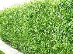 Austree hybrid willow for sale  Delivered anywhere in USA 